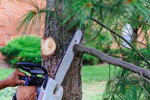 Les gestes à éviter lors de la taille d'un arbre fruitier
