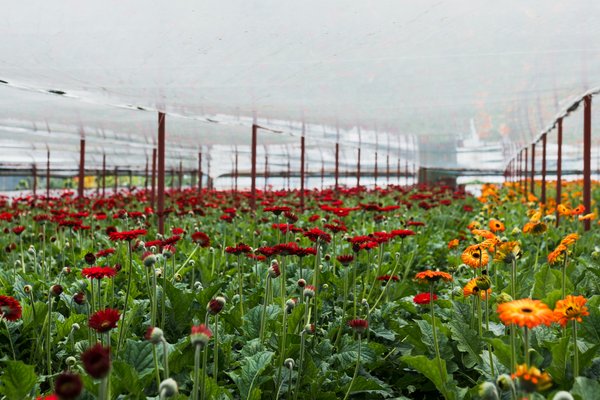 Bâche pour serre : protéger efficacement votre jardin durablement